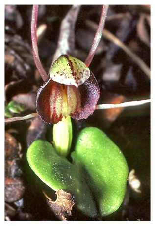 Corybas round leaf